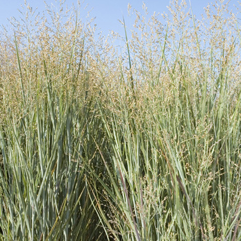 PANICUM virgatum 'Heavy Metal'