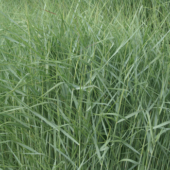 PANICUM virgatum 'Prairie Sky'