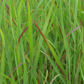 PANICUM virgatum 'Rehbraun'