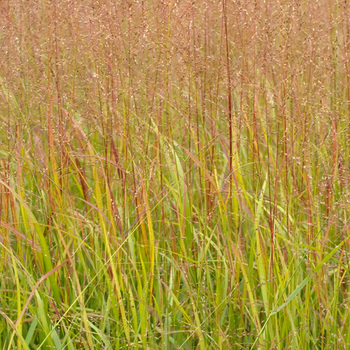 PANICUM virgatum 'Rotstrahlbusch' ('Hänse Herms')