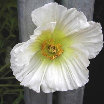 PAPAVER nudicaule