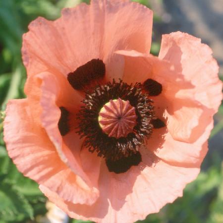 PAPAVER orientale 'Queen Alexandra'