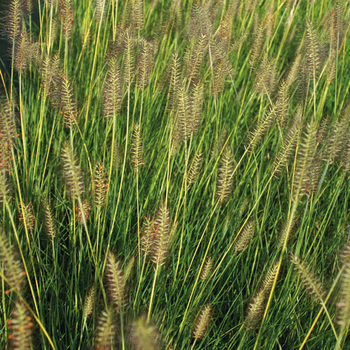 PENNISETUM alopecuroides 'Gelbstiel'