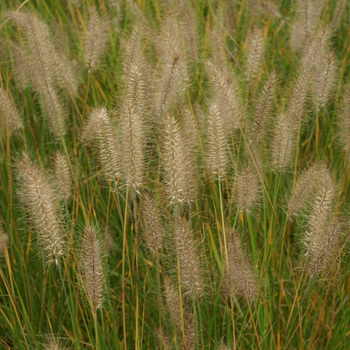 PENNISETUM alopecuroides 'Hameln'