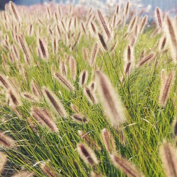 PENNISETUM alopecuroides 'Japonicum'