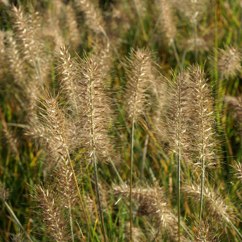 PENNISETUM alopecuroides 'Little Bunny'