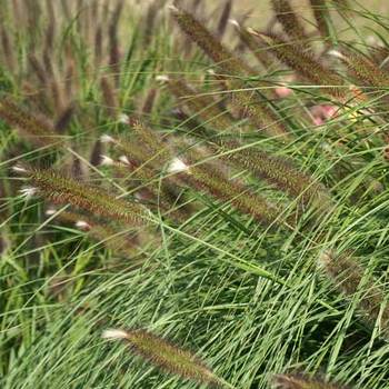 PENNISETUM alopecuroides 'Magic'