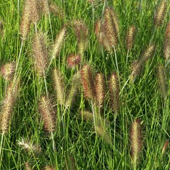 PENNISETUM alopecuroides 'Red Head'