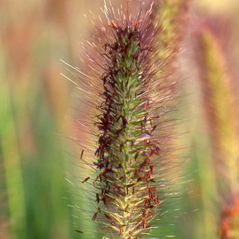 PENNISETUM alopecuroides 'Weserbergland'