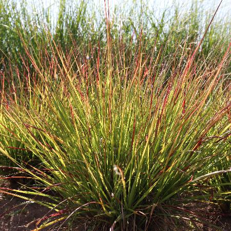 PENNISETUM WINDY® 'Simonette'