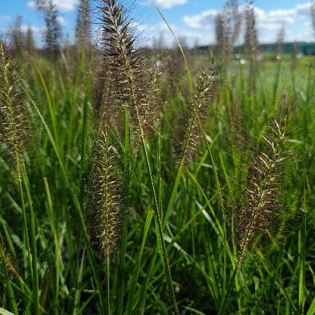 PENNISETUM alopecuroides 'Black Beauty'