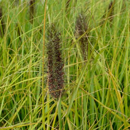 PENNISETUM alopecuroides 'Dark Desire'