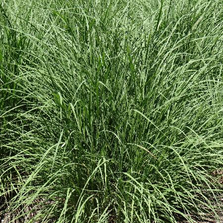 PENNISETUM orientale 'Fairy Tails'