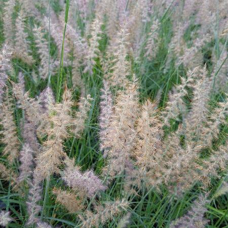 PENNISETUM orientale 'JS Dance With Me'®