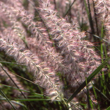 PENNISETUM orientale