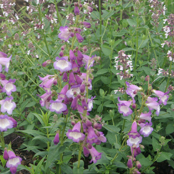 PENSTEMON