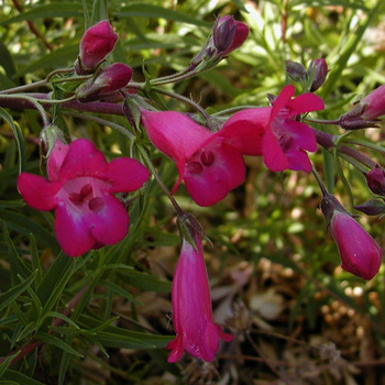 PENSTEMON 'Andenken an Friedrich Hahn'