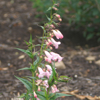 PENSTEMON 'Apple Blossom'