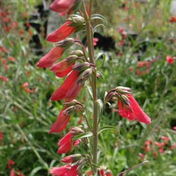 PENSTEMON barbatus 'Coccineus'