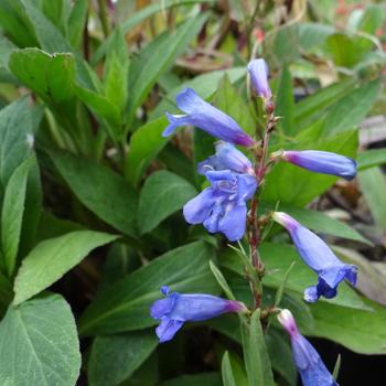 PENSTEMON 'Blue Spring'