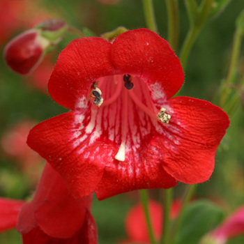 PENSTEMON 'Chester Scarlet'