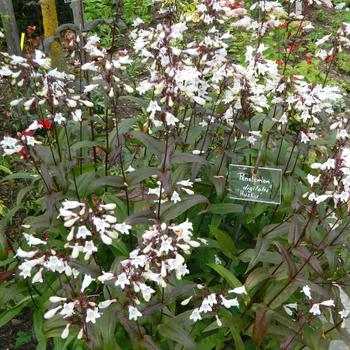 PENSTEMON digitalis 'Husker Red'