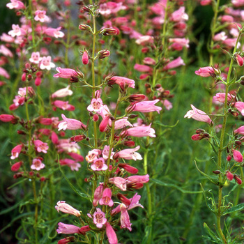 PENSTEMON 'Evelyn'