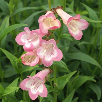 PENSTEMON 'Fujiyama'