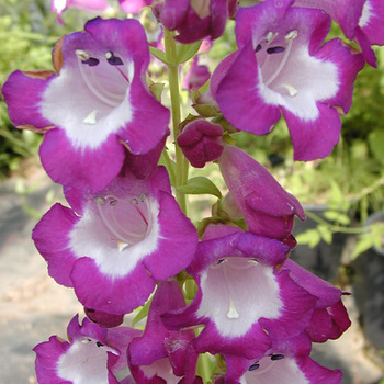 PENSTEMON 'Gloire des Quatre Rues'