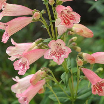 PENSTEMON 'Hewell Pink Bedder'