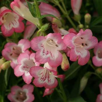 PENSTEMON 'Kilimanjaro'