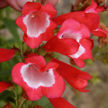 PENSTEMON 'Le Phare'