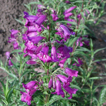 PENSTEMON 'Midnight'