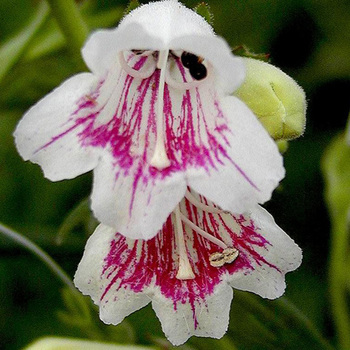 PENSTEMON 'Mother of Pearl'