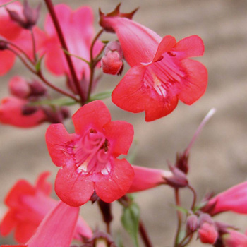 PENSTEMON 'Pennington Gem'