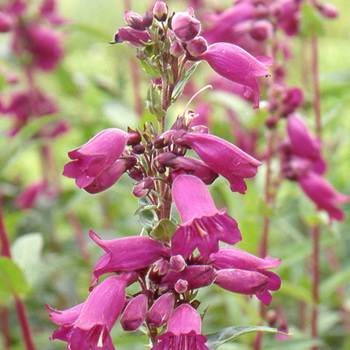 PENSTEMON 'Pen Purple'