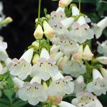 PENSTEMON 'Pensham Wedding Day'