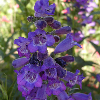 PENSTEMON 'Russian River'