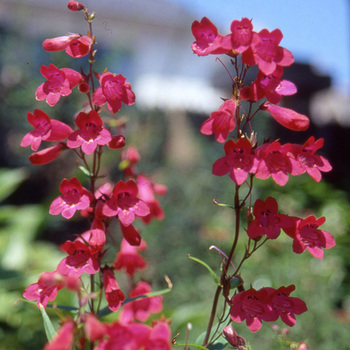 PENSTEMON 'Schoenholzeri'