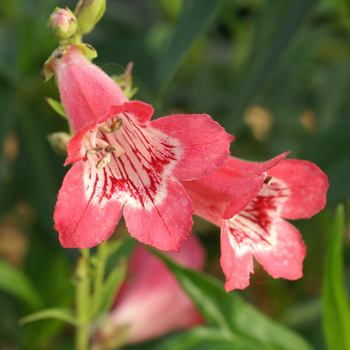 PENSTEMON 'Souvenir d'Adrien Régnier'