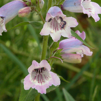 PENSTEMON 'Sour Grapes'