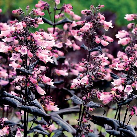 PENSTEMON digitalis 'Dakota Burgundy' ®