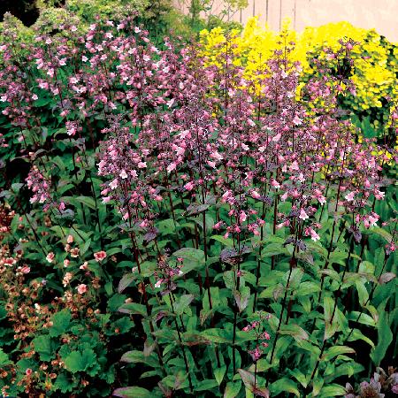 PENSTEMON digitalis 'Dakota Verde' ®