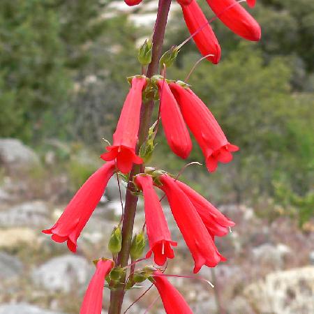 PENSTEMON eatonii