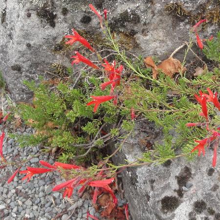 PENSTEMON pinifolius