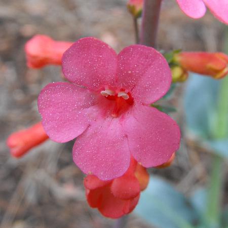 PENSTEMON superbus