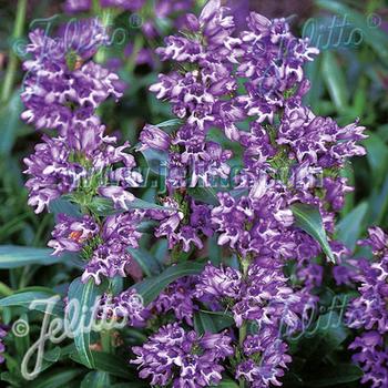 PENSTEMON virgatus 'Blue Buckle'