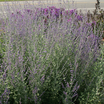 PEROVSKIA 'Blue Spire'