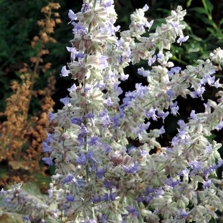 PEROVSKIA atriplicifolia 'Lacey Blue' ®