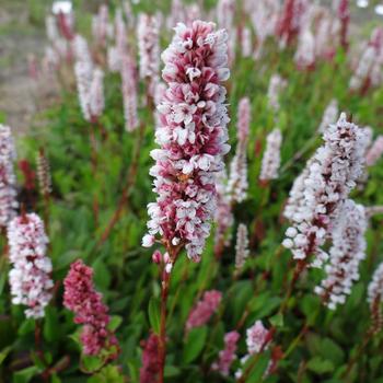 PERSICARIA affinis 'Donald Lowndes'